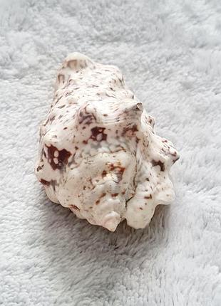 Натуральная морская ракушка