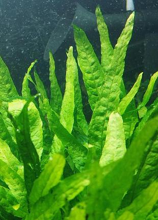 Папоротник microsorum sp. small leaf. веточка с 5 листочками.