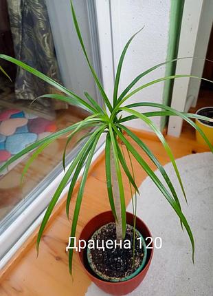 Фикус али, драцена. 2