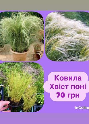 Ковила хвіст поні