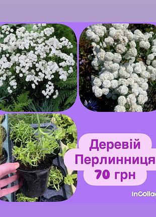 Деревій перлинниця