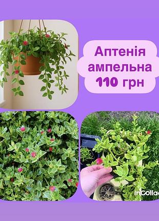 Аптенія ампельна