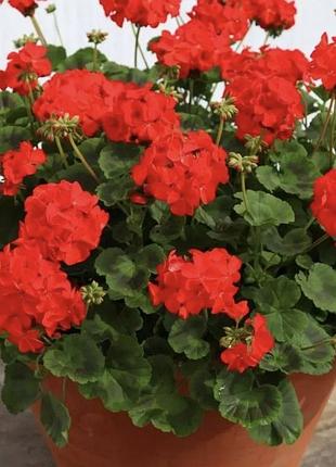 Пеларгонія зональна caliope red 3