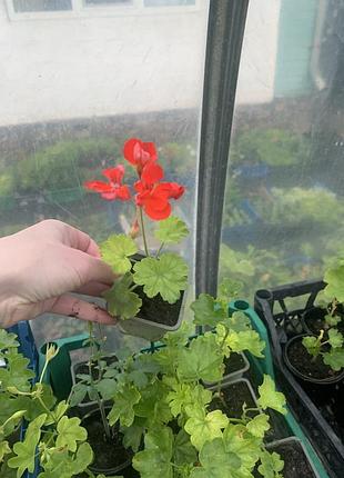 Пеларгонія зональна caliope red 5