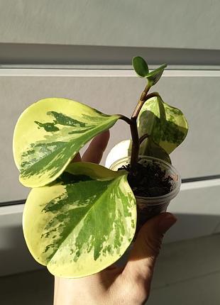 Пепперомия марбл pepperomia marble 3