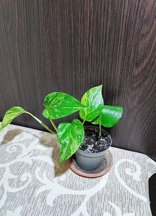 Эпипремнум золотистый (marble queen)