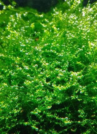 Яванський мох / java moss / taxiphyllum barbier (порція 5х5 см)