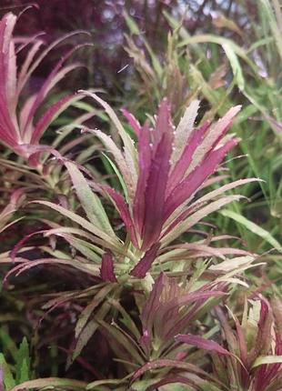 Лимнофила ароматика (limnophila aromatica)