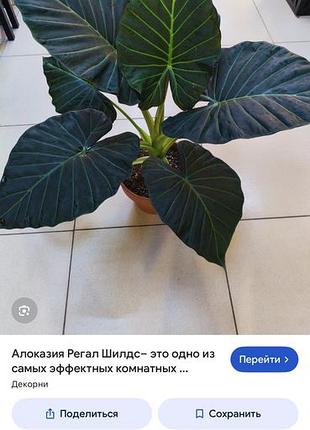 Алоказія регал шилдс дітка