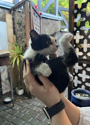 Віддам котика в добрі руки