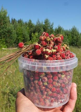 Кусты земляники для посадки