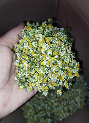 Ромашка сушеная лекарственная полевая, цветы