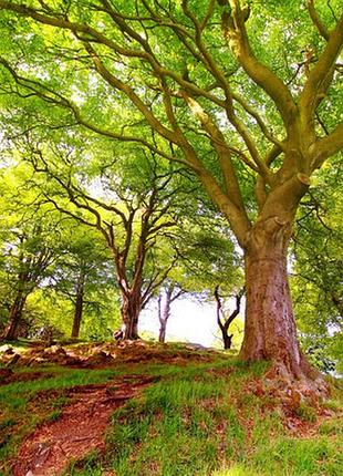 Фотосетка для забора и беседки красивый лес