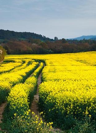 Фотосітка для огорожі та альтанки поле ріпака 2 х 5 м