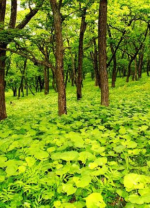 Фотосітка для огорожі та альтанки молодий ліс 2 х 4 м