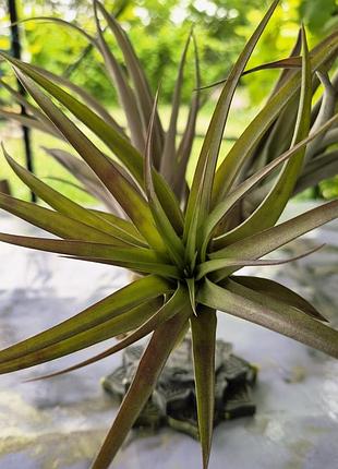 ✅ tillandsia brachycaulos✅ воздушная телеландсия брохикалус