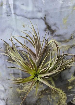 Тилландсия брохикалус (л) tillandsia brachycaulos