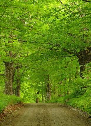 Фотосітка для огорожі та альтанки лісова дорога 3 х 4 м
