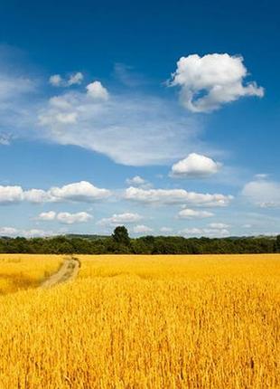 Фотопаркан, фотосітка для огорожі пшеничне поле 3 х 3 м