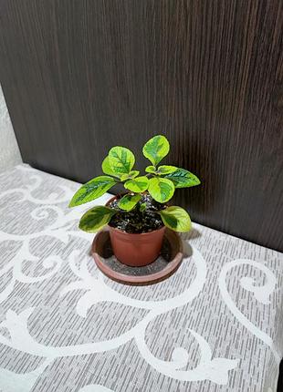 Плектраннус (plectranthus Ciliatus troy's gold)