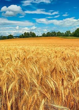 Декоративна сітка на паркан, фотосітка пшеничне поле 2 2.5 х 10 м