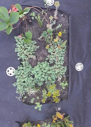 Продам  секуленти 3