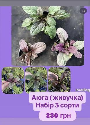 Аюга, живучка, набір 3 сорти