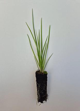 Книфофия ( kniphofia) 2
