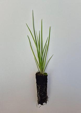 Книфофия ( kniphofia) 3