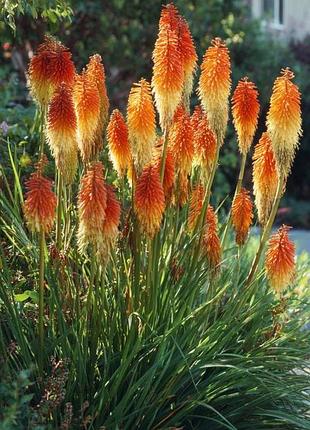 Кніфофія ( kniphofia)