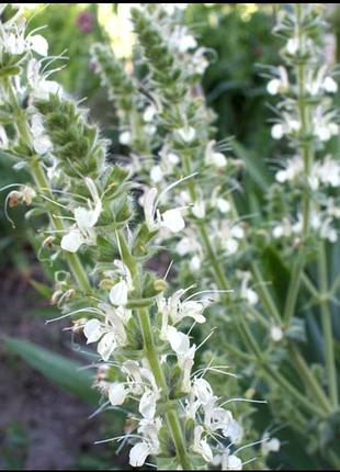 Шалфей австрийский (salvia austriaca)