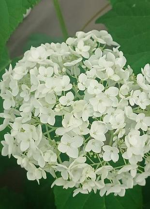 Гортензия анабель (hydrangea arborescens "anabelle" 2