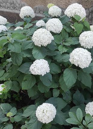 Гортензия анабель (hydrangea arborescens "anabelle" 3
