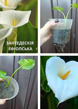 Калла зантедеския белая калла эфиопская calla aethiopica комнатный цветок