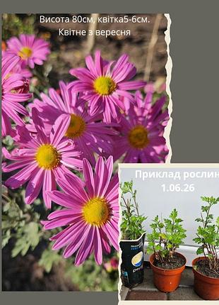 Хризантема в горшке розовая ромашка садовый осенний цветок