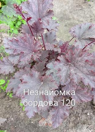 Цветы для сада 2