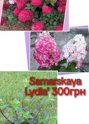 Цветы для сада 7