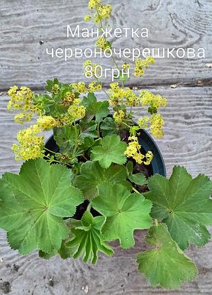 Цветы для сада 4