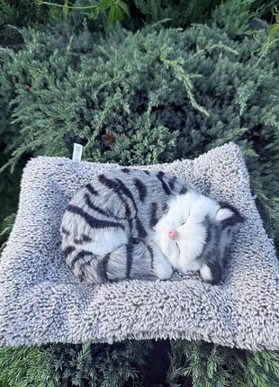 Кот серый на коврике