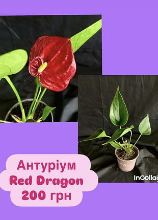 Антуріум червоний red dragon