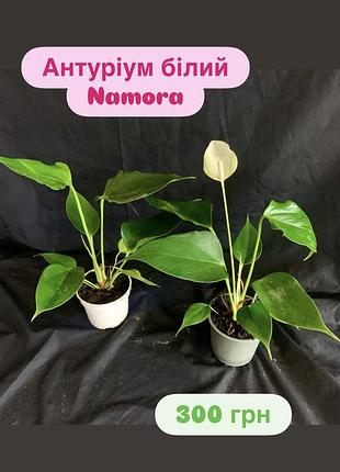 Антуріум білий namora