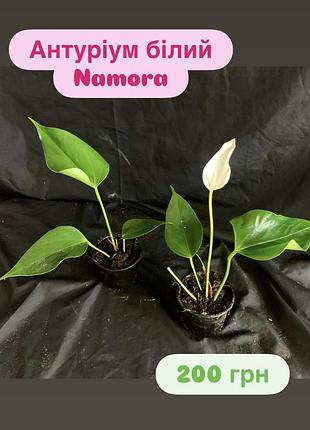 Антуріум білий namora