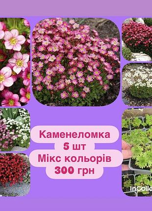 Каменеломка