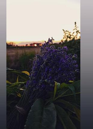 Лавандовые букетики
