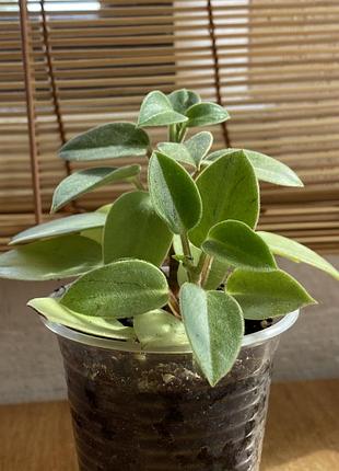Пеперомія pixie lime 3