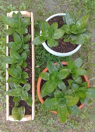 Сансевієрія ханні низькоросла