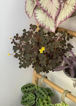 Кислиця вулканічна oxalis vulcanicola 'zinfandel'