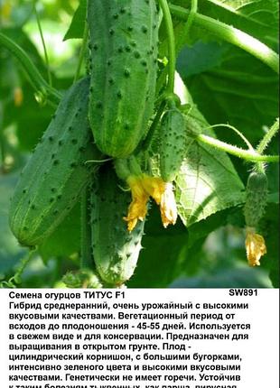 Семена огурца титус f1
