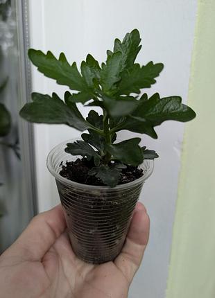 Каланхое червоне махрове. вкорінені черенки. 3