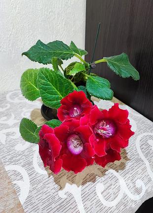 Синнингия аванти (sinningia speciosa avanti scarlet)